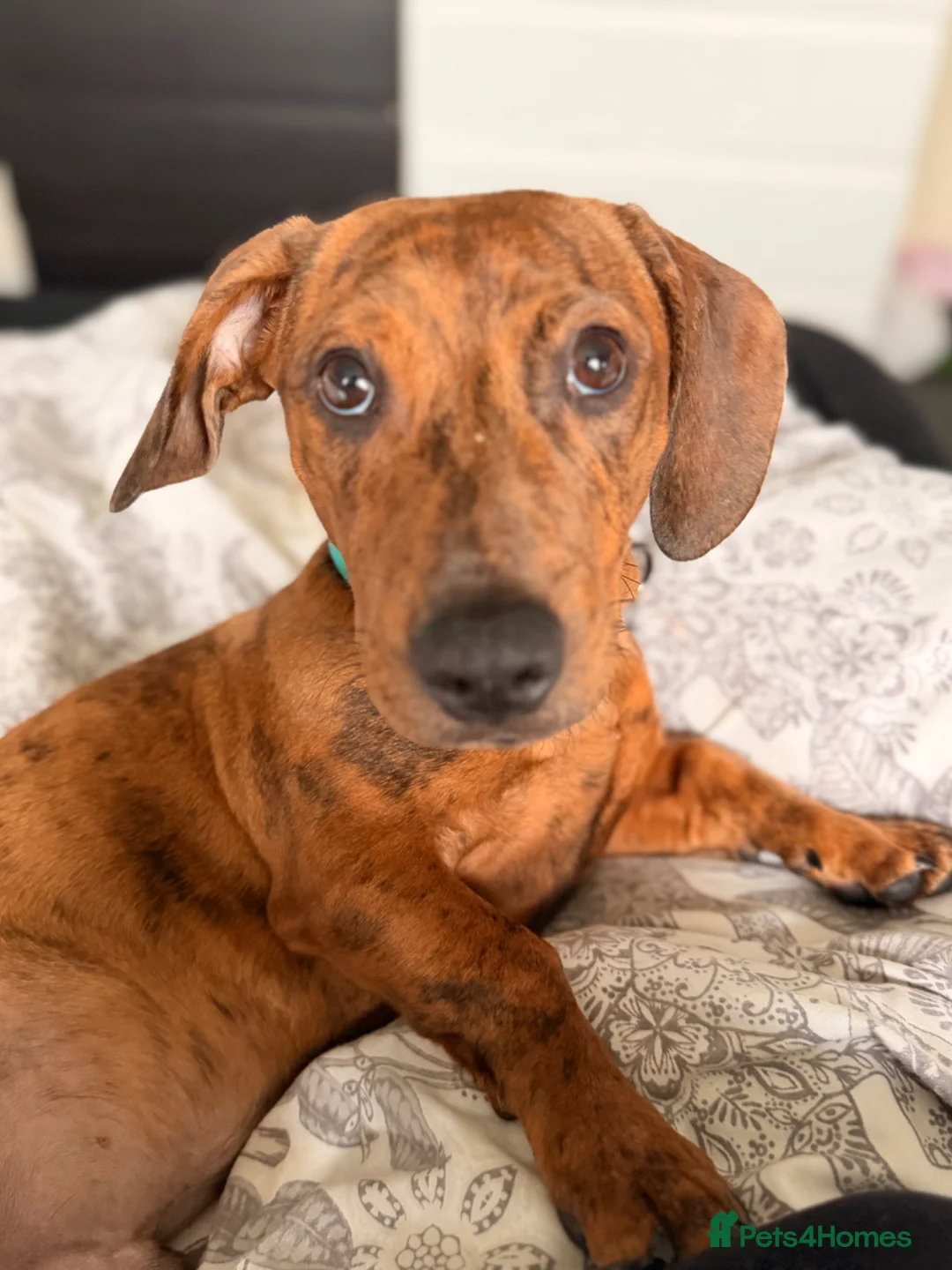 Mixed Breed dogs for sale: Sausage dog cross staffy  - Advert 1