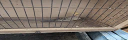 Cockatiels birds for sale: Cockatiels  in Walsall - Advert 10