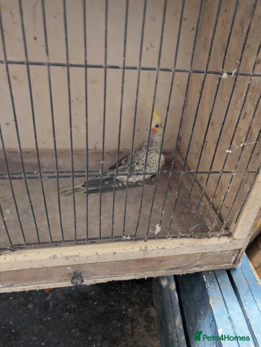 Cockatiels birds for sale: Cockatiels  in Walsall - Advert 10