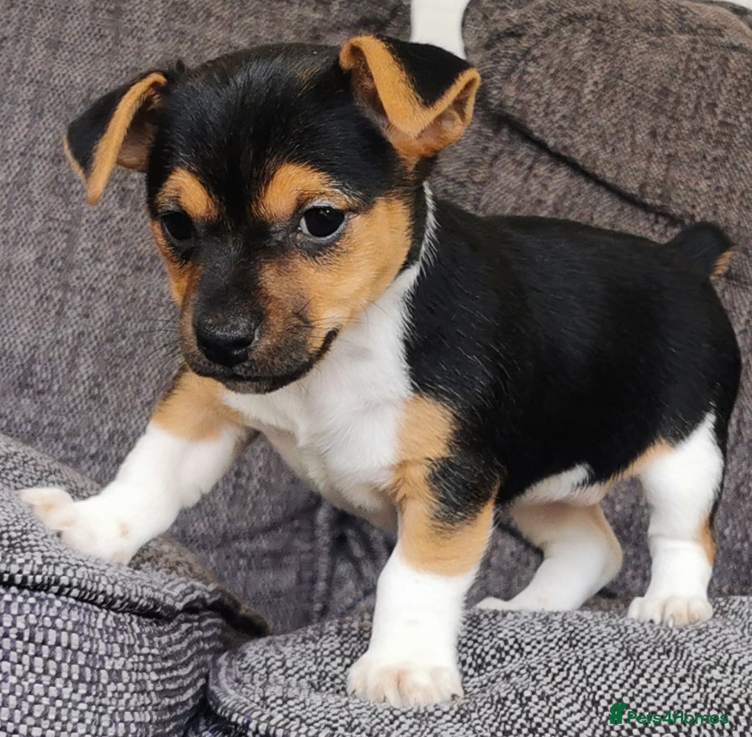 Jack Russell dogs for sale: Super quality vet docked working Jack Russells - Image 2