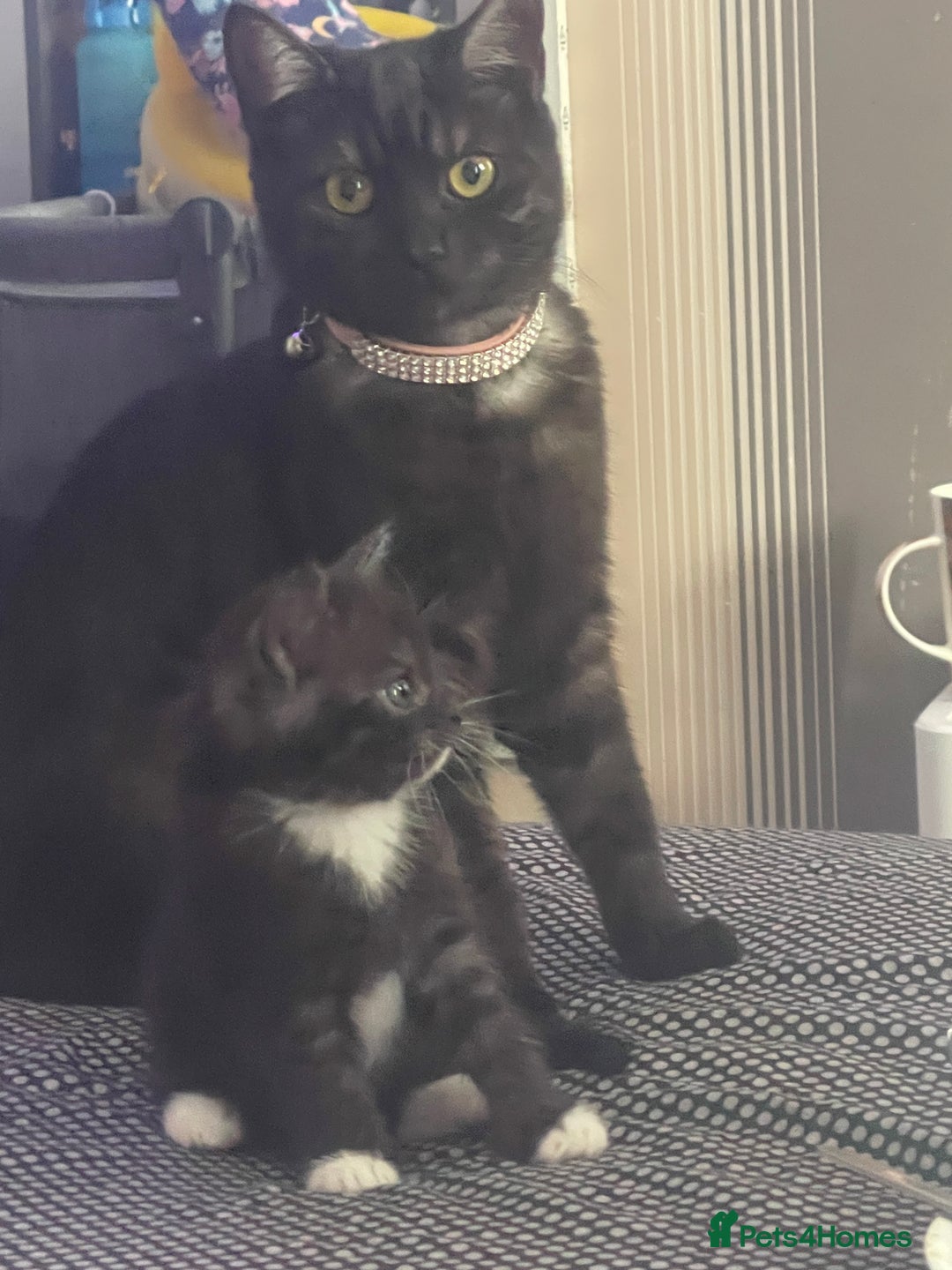 British Shorthair cats for sale: Negotiable British Shorthair  - Image 8