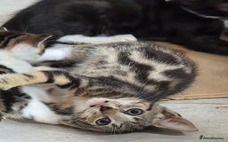 Mixed Breed cats for sale: Kittens for sale - Image 3