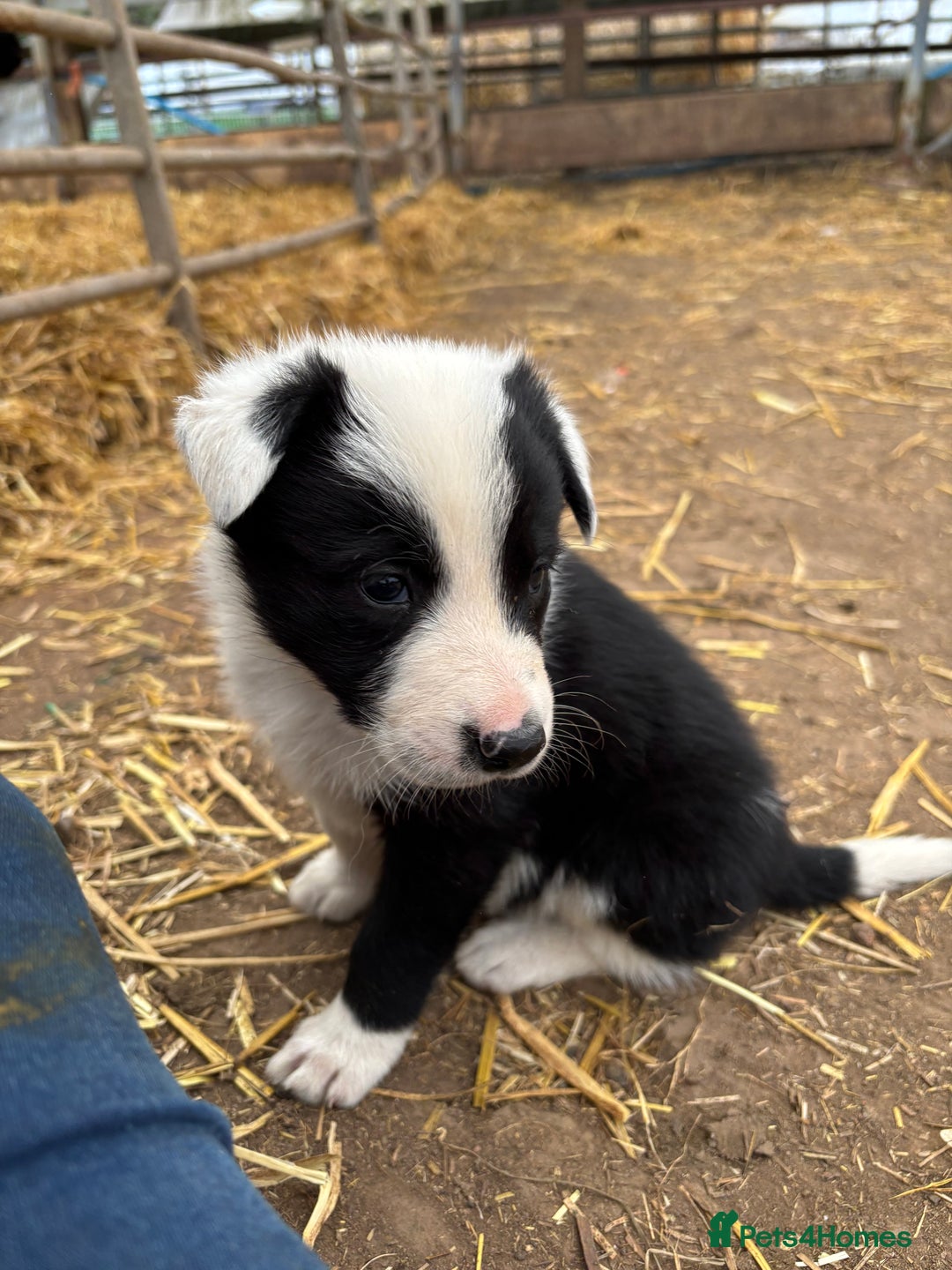 Border Collie dogs for sale: Border collies puppies - Image 11