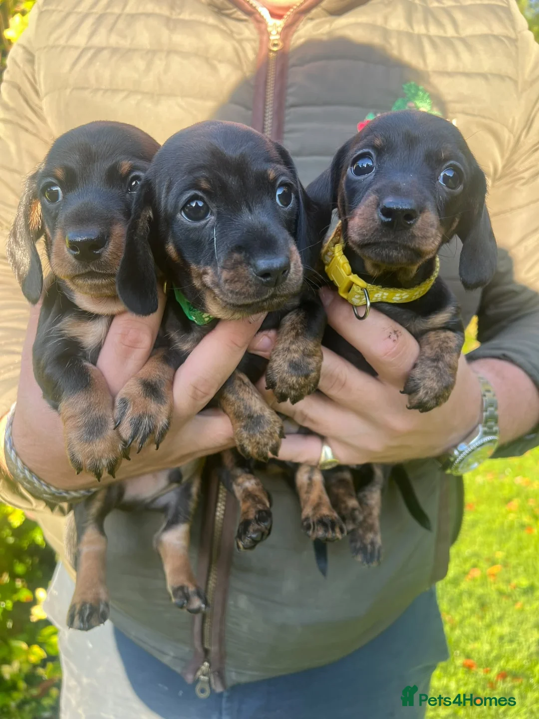 Miniature Dachshund dogs for sale: Miniature Dachshund Puppies - Advert 1