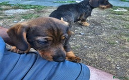 Dachshund dogs for sale: Wired haired dachshund  - Image 6