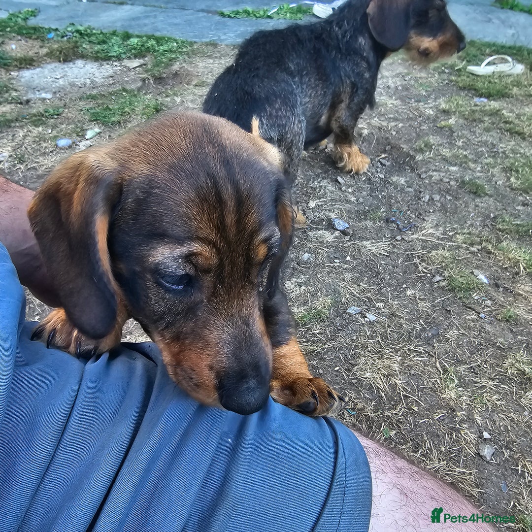 Dachshund dogs for sale: Wired haired dachshund  - Image 6