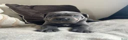 Cane Corso dogs for sale: Chunky cane corso pups ready for forever home in Edinburgh - Advert 7