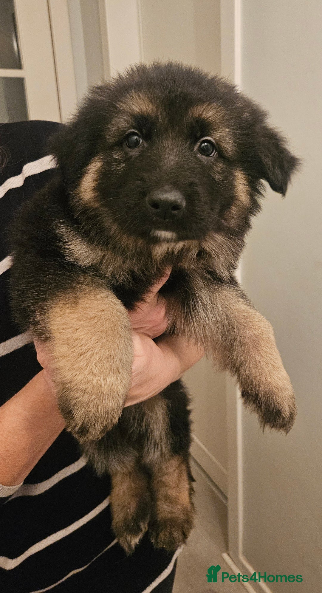 German Shepherd dogs for sale: Long haired german shepherd puppies - Advert 4