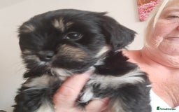 Lhasa Apso dogs for sale: Rare 5* Kyi-Leo Puppies ready for loving homes NOW - Image 14