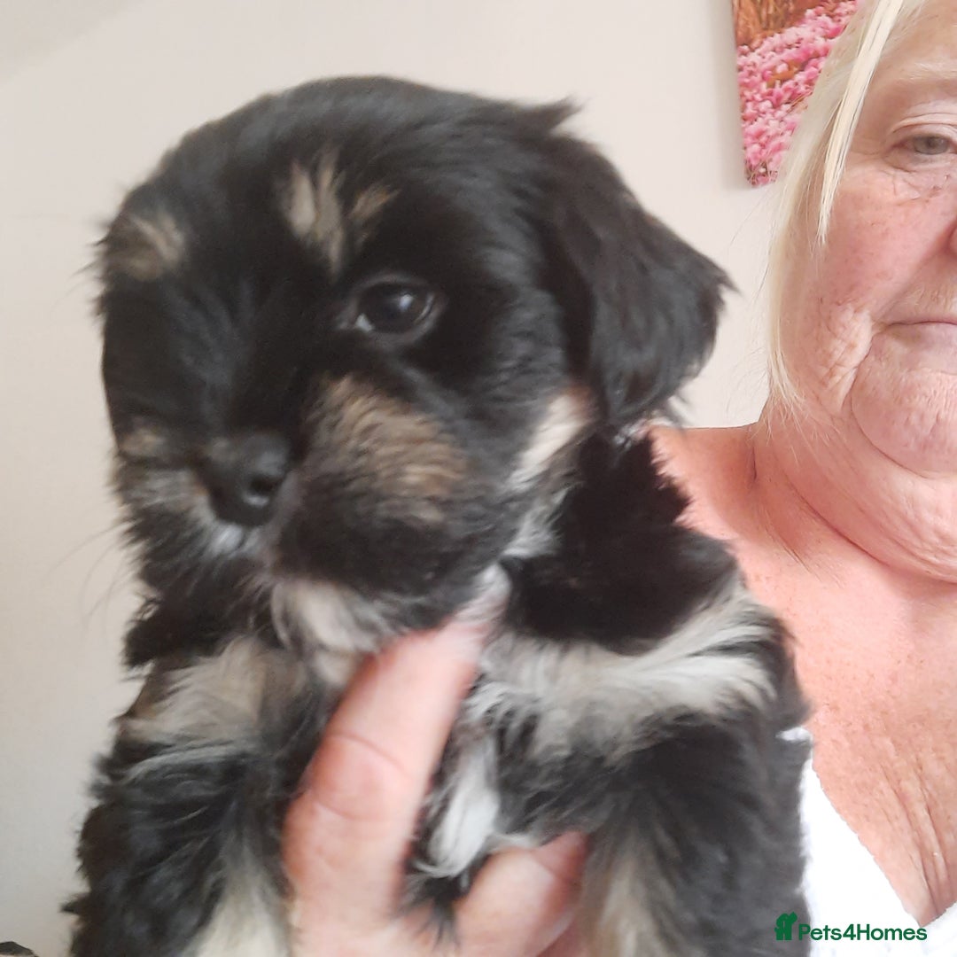 Lhasa Apso dogs for sale: Rare 5* Kyi-Leo Puppies ready for loving homes NOW - Image 14