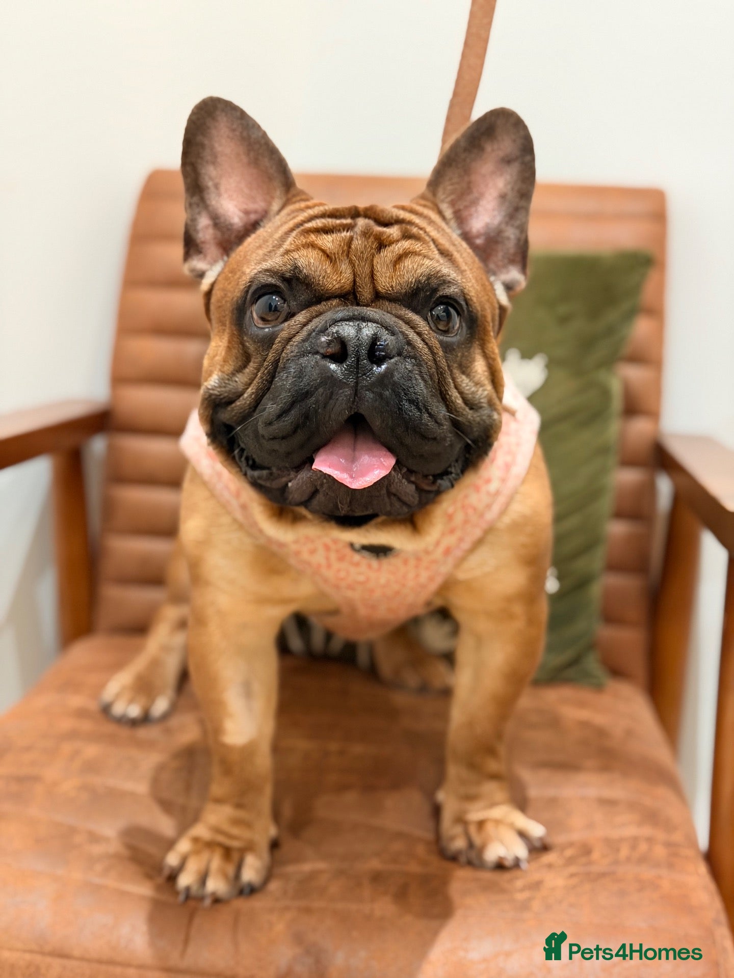 French Bulldog dogs Baby Henry.  - Advert 1