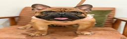 French Bulldog dogs for sale: Baby Henry.  in Stoke-on-Trent - Advert 1