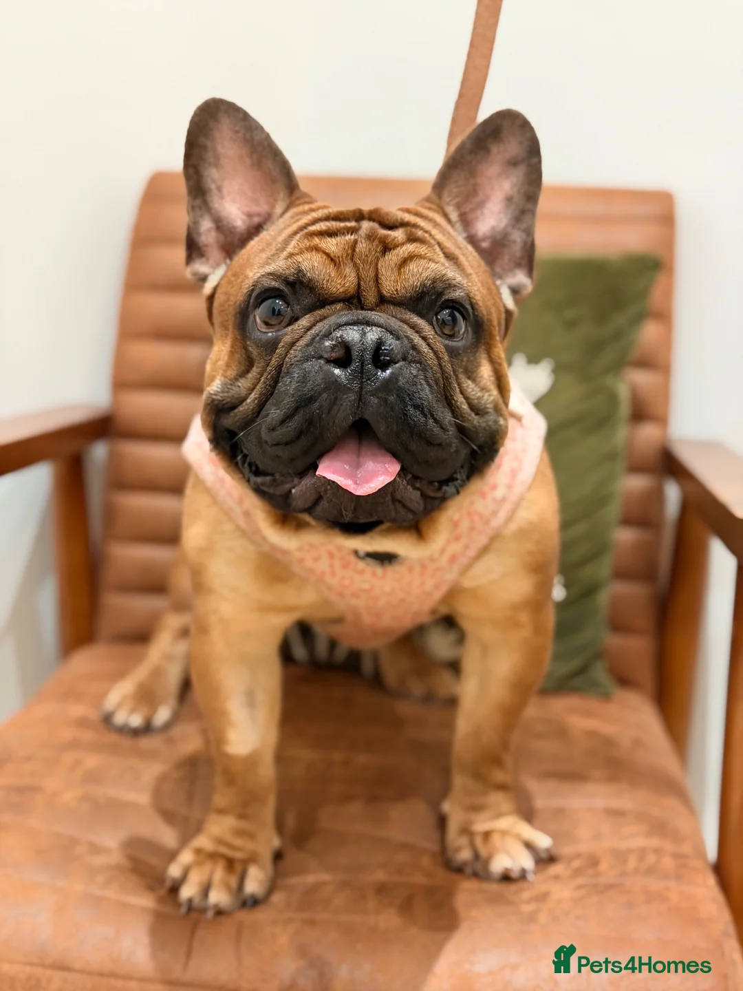 French Bulldog dogs for sale: Baby Henry.  in Stoke-on-Trent - Advert 1