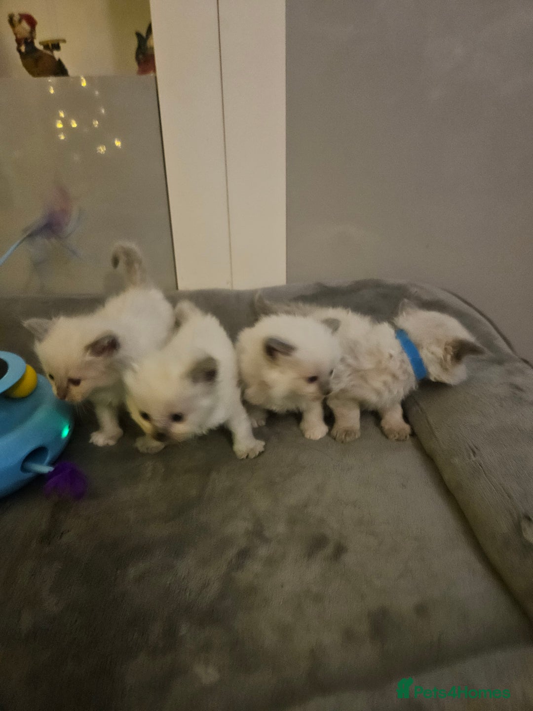 Ragdoll cats for sale: Baby girl and boy ragdoll kittens - Advert 3