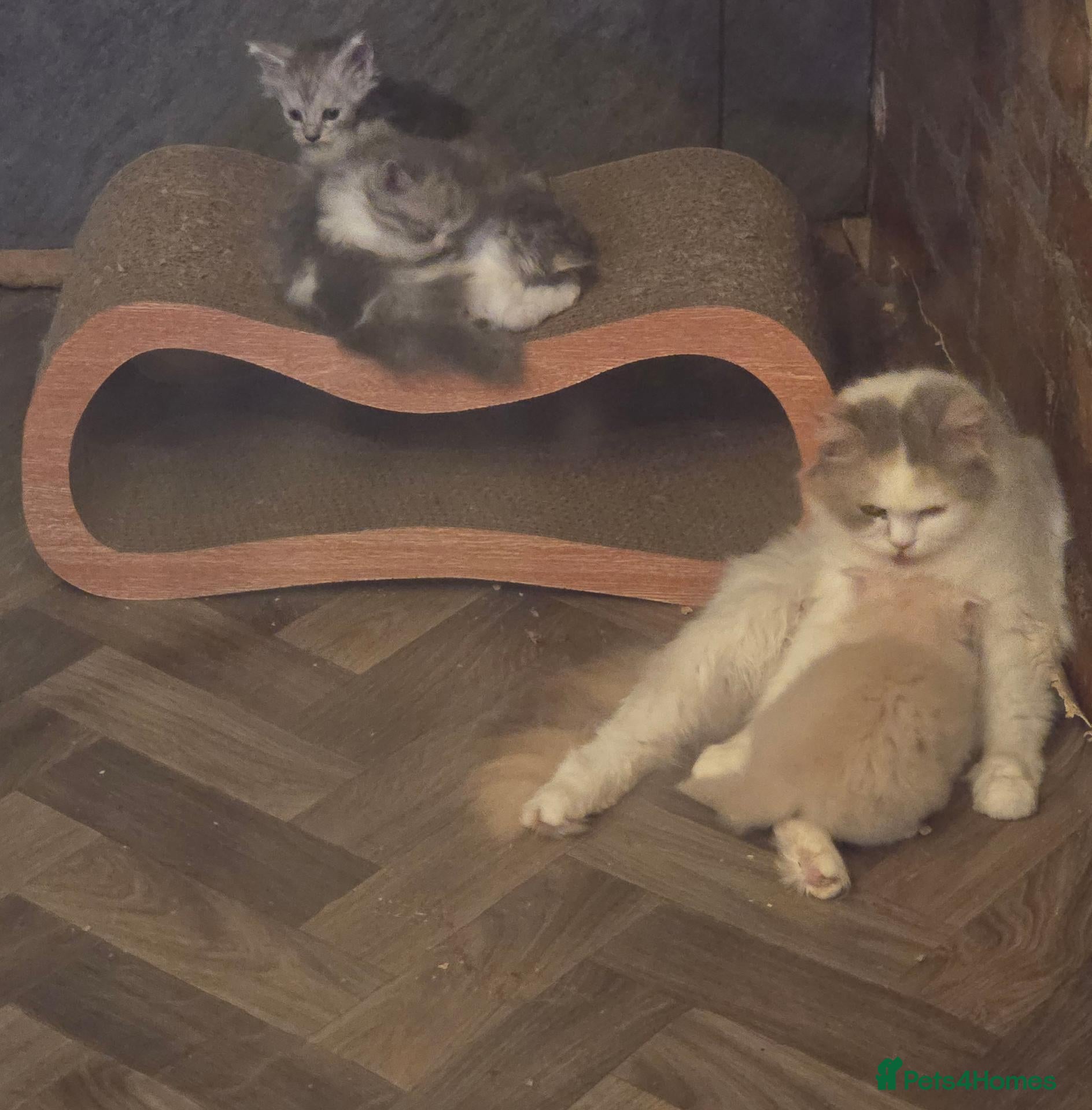 Scottish Fold cats for sale: 3x Scottish ×Siberian kittens  - Advert 1