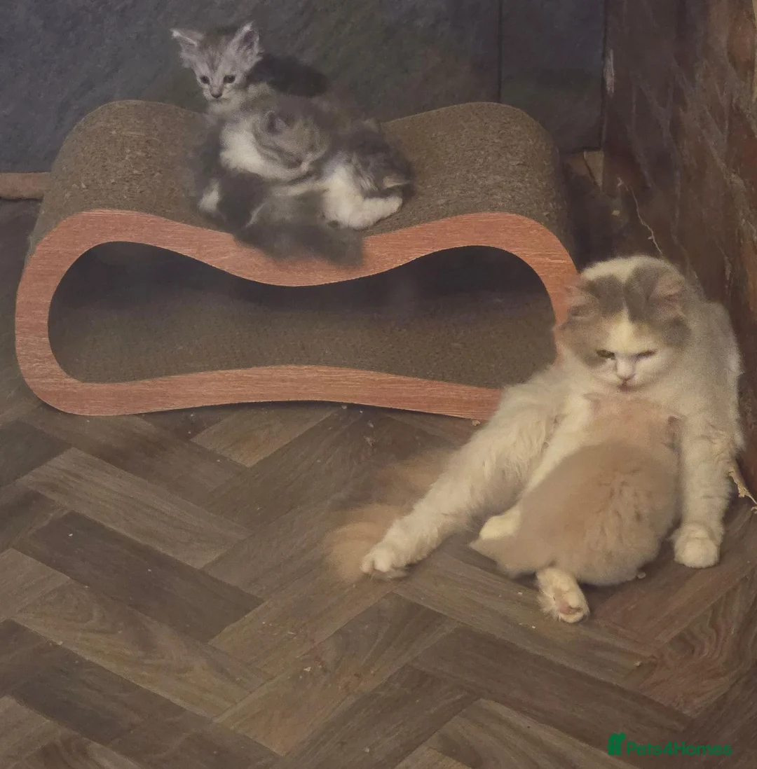 Scottish Fold cats for sale: 3x Scottish ×Siberian kittens  - Advert 1