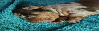 Miniature Dachshund 3