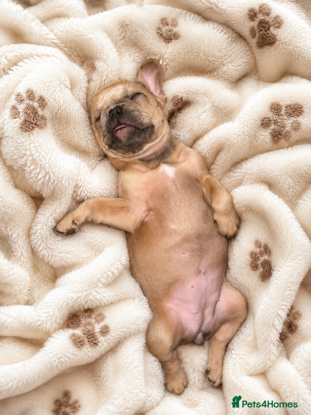 French Bulldog dogs 5 Chunky French Bulldog Puppies  - Advert 2