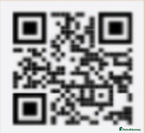 Cocker Spaniel dogs - Advert 5