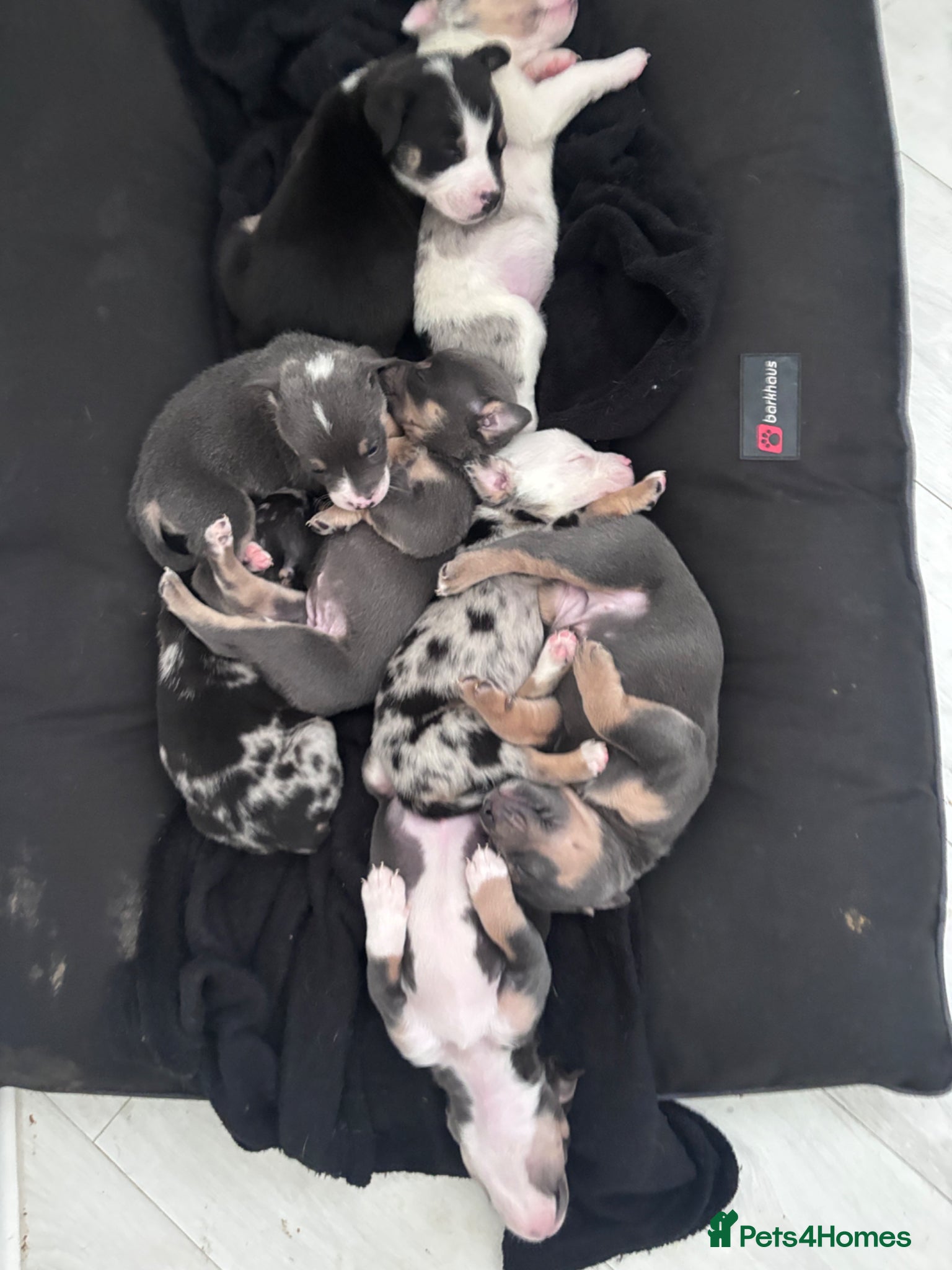 Mixed Breed dogs Bulldog cross puppies  - Advert 1