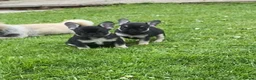 French Bulldog dogs for sale: Stunning Black and Tan French Bulldog puppies  - Advert 10