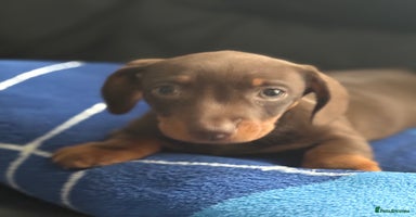 Miniature Dachshund dogs - Advert 15