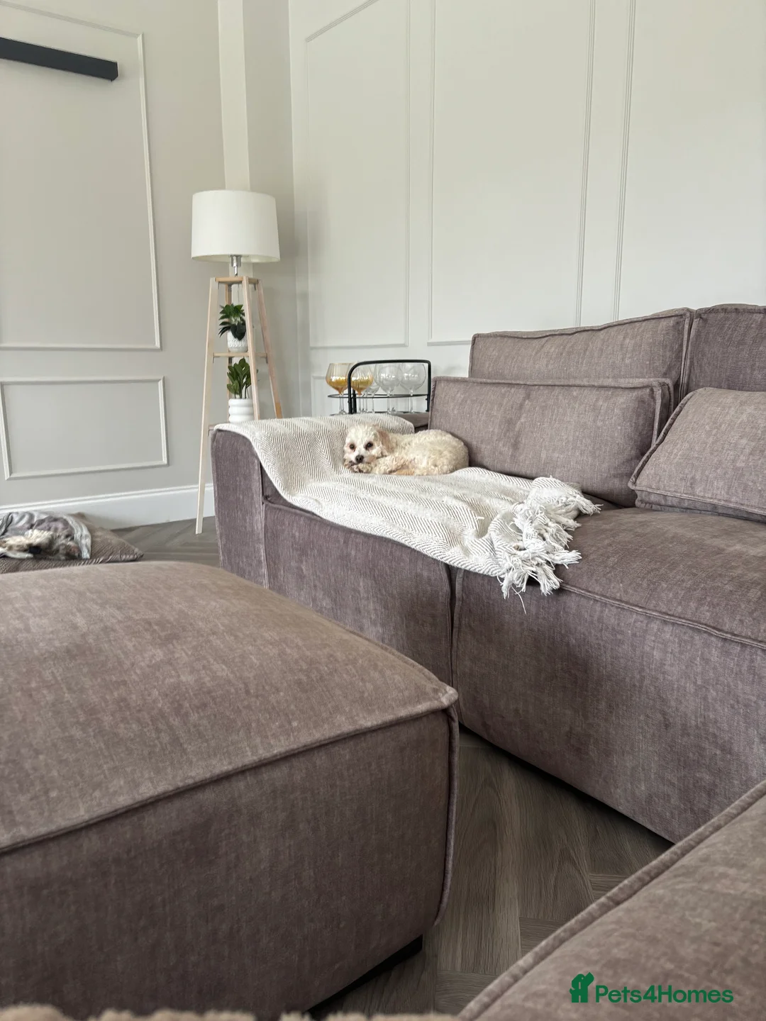 Mixed Breed dogs for sale: Reggie  - Advert 1