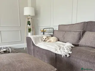 Mixed Breed dogs Reggie appleton - Advert 1