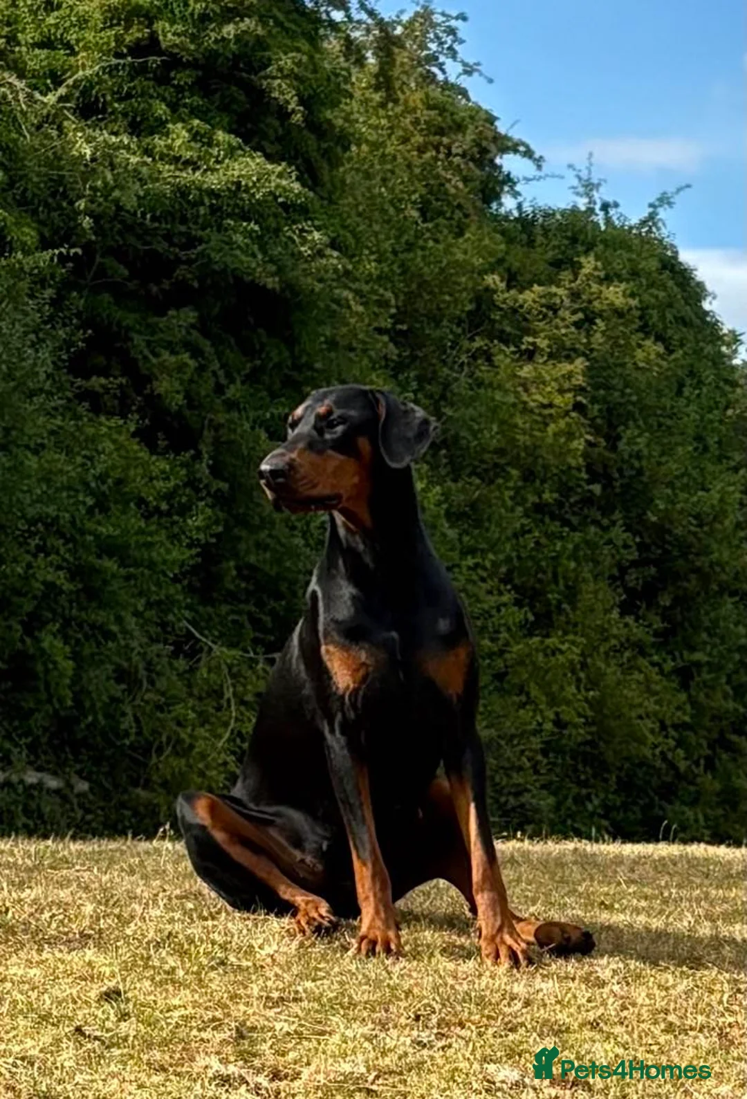 Gallery Image {{count}}