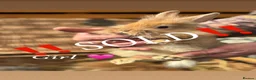 Lionhead rabbits for sale: Lionhead babies ready now 8 weeks old - Advert 9