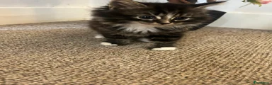 Siberian 2