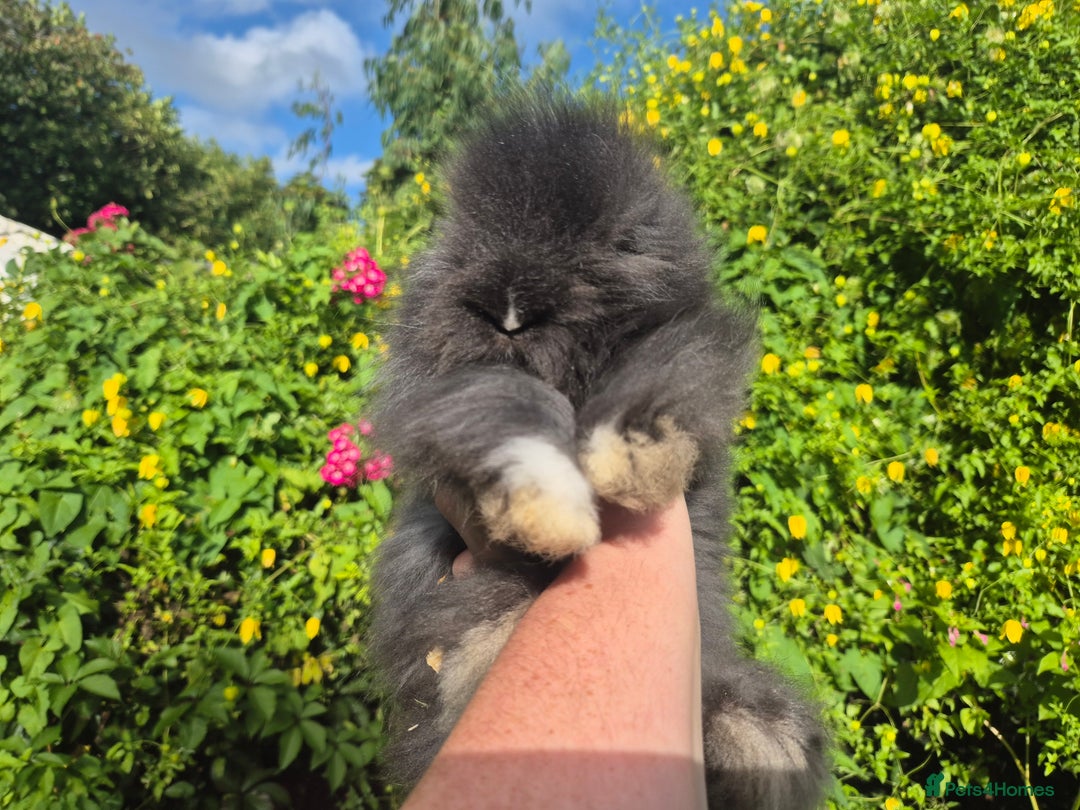 Angora rabbits for sale: 😍Large Angora babies- parents imported from 🇫🇷  - Image 6