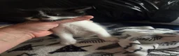 Mixed Breed cats for sale: Kittens are looking for their homes - Advert 14