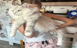 Maine Coon cats for sale: Outstanding Blue Silver Shaded Maine Coon Kittens - Image 22