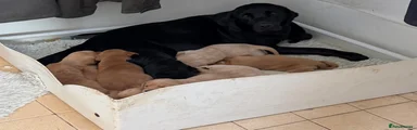 Labrador Retriever 1