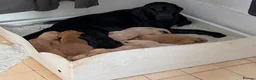 Labrador Retriever dogs for sale: Well bred working Labrador puppies  - Advert 6