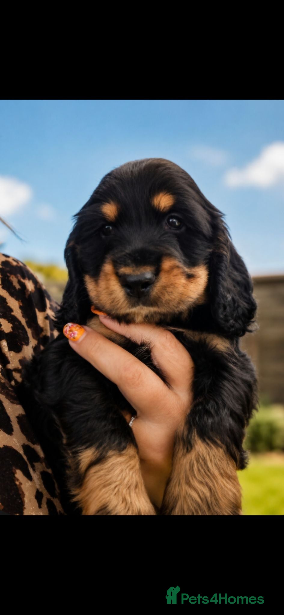 Cocker Spaniel dogs Show cocker pups 2 boys left  - Advert 1