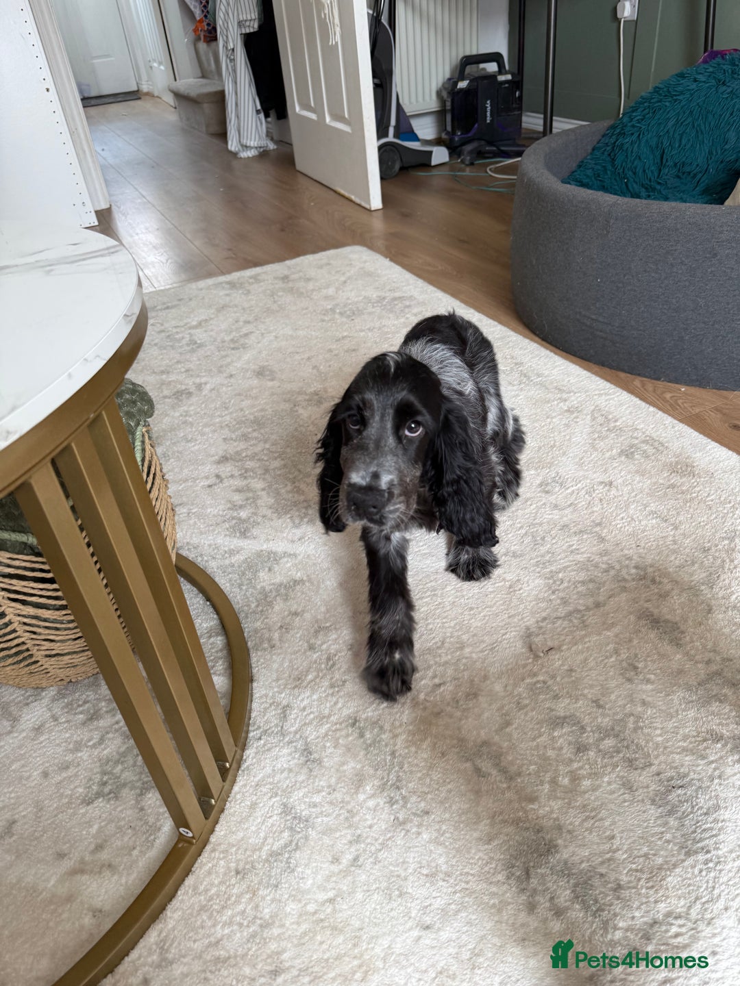 Cocker Spaniel dogs for sale: Blue roan show cocker spaniel  - Image 24