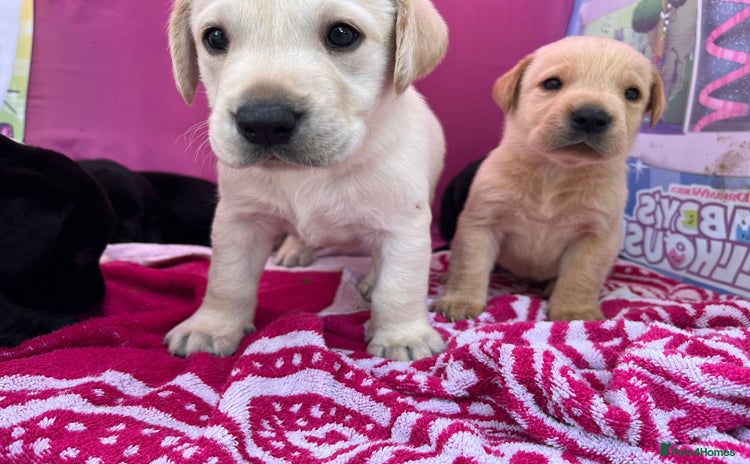 Labrador Retriever dogs - Advert 1