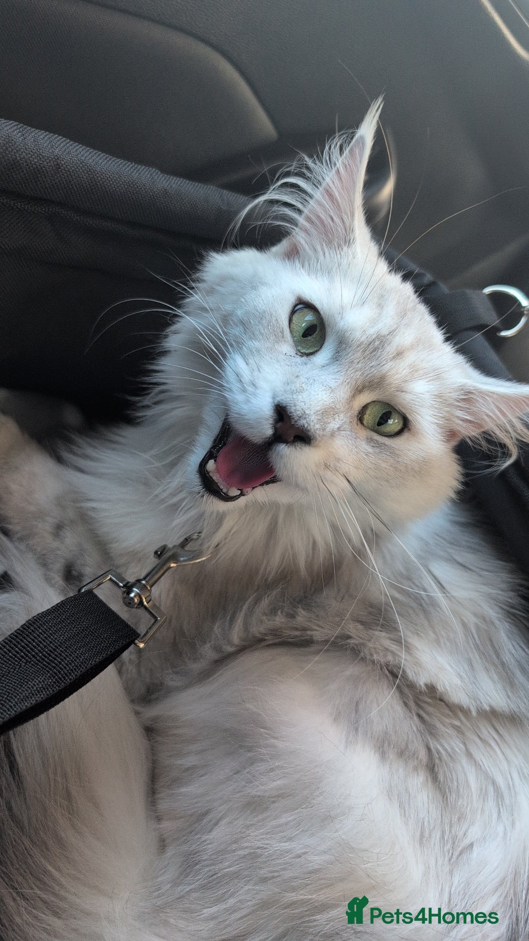 Maine Coon cats for sale: Female Maine coon needing home - Image 3