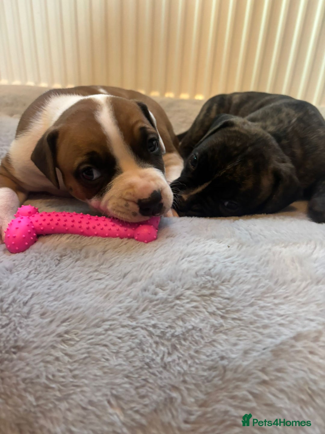 American Bulldog dogs for sale: American bulldog pups for sale - Advert 23