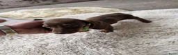 Miniature Dachshund dogs for sale: Miniature dachshund - Advert 12