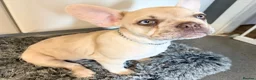 French Bulldog dogs for sale: Beautiful Platinum cryptic Merle French bulldog in Cambridge - Advert 1