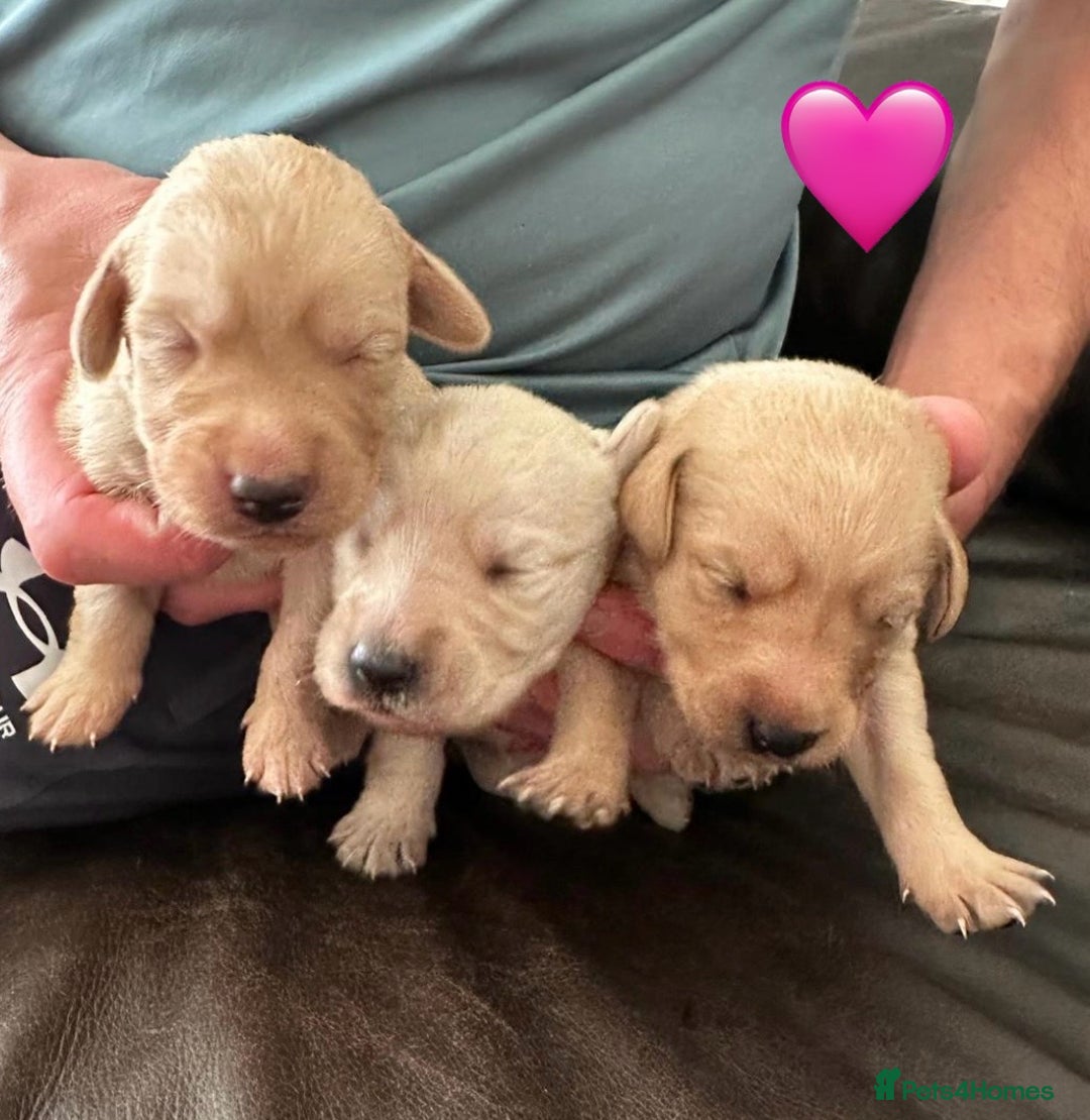 Mixed Breed dogs for sale: Beautiful litter of golden labradoodles - Image 14