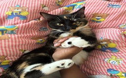 Mixed Breed cats for sale: URGENT | Meet Nova - Sensitive, Sweet and Curious  - Advert 2