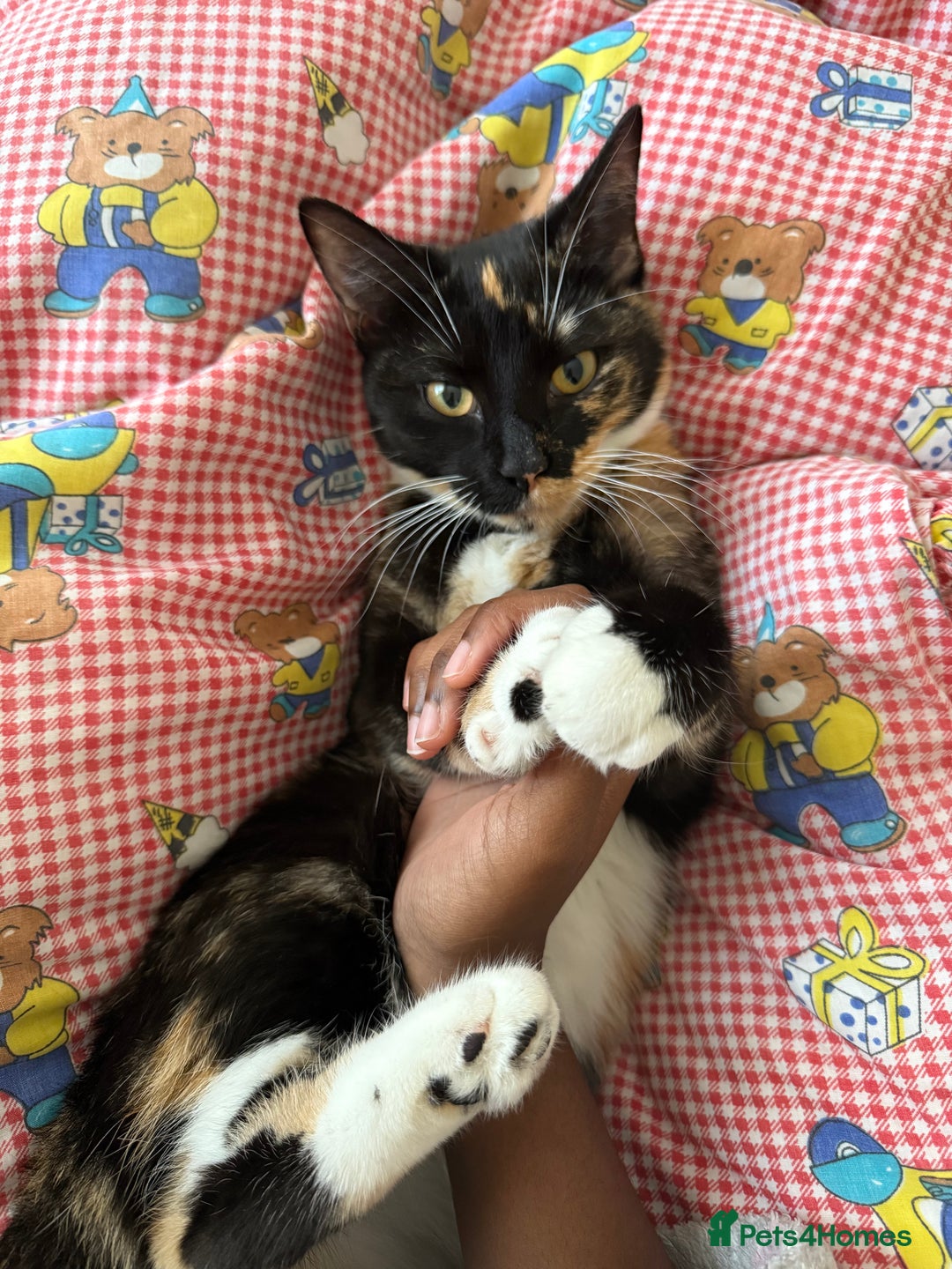 Mixed Breed cats for sale: URGENT | Meet Nova - Sensitive, Sweet and Curious  - Advert 2