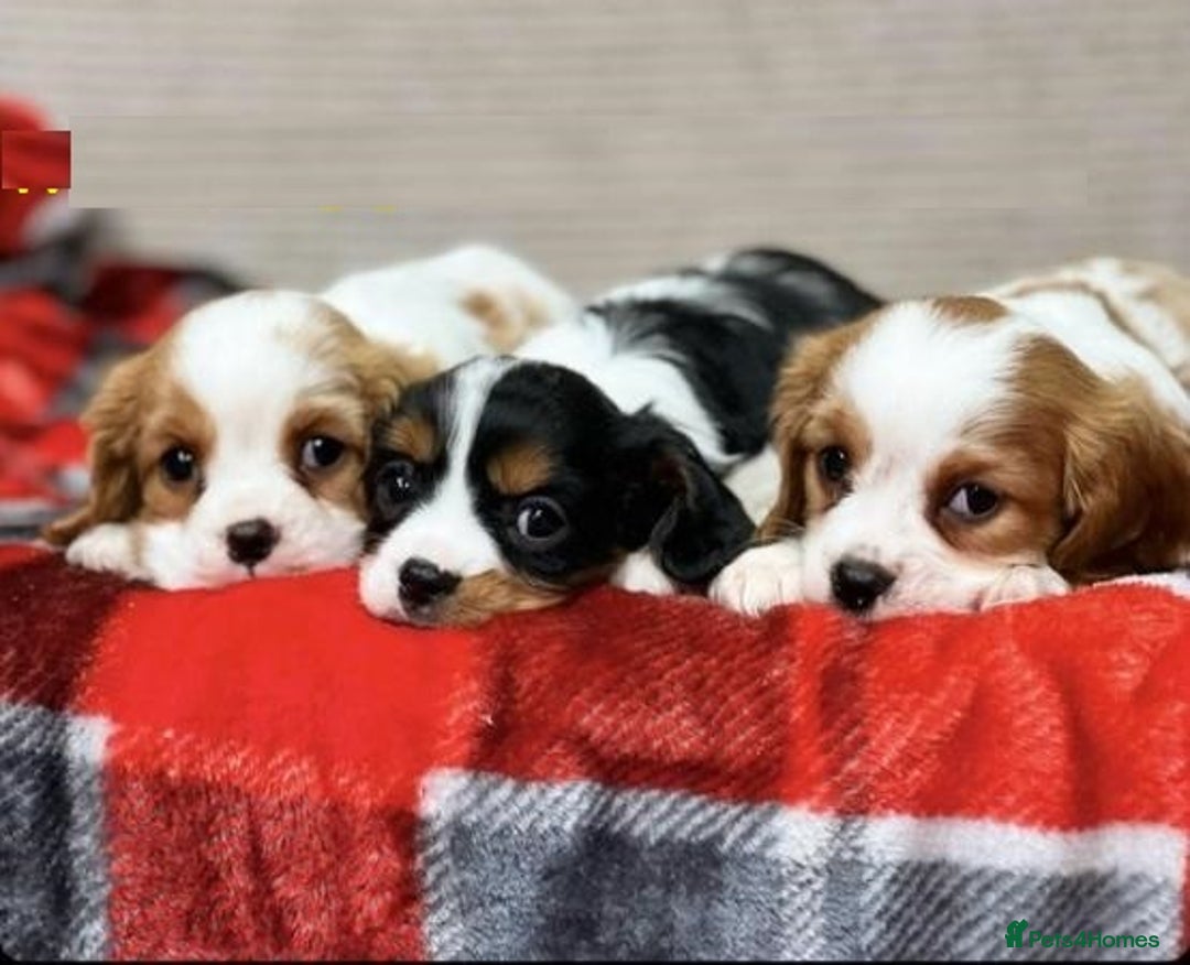 Cavalier King Charles Spaniel dogs for sale: Beautiful cavalier king charles puppies - Image 2