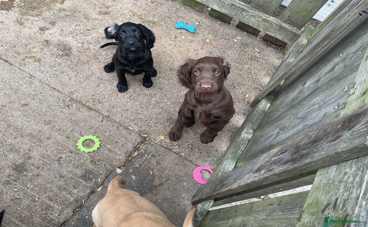 Cocker Spaniel dogs - Advert 1