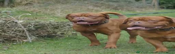 Dogue De Bordeaux dogs for sale: Dogue De Bordeaux females  - Advert 3