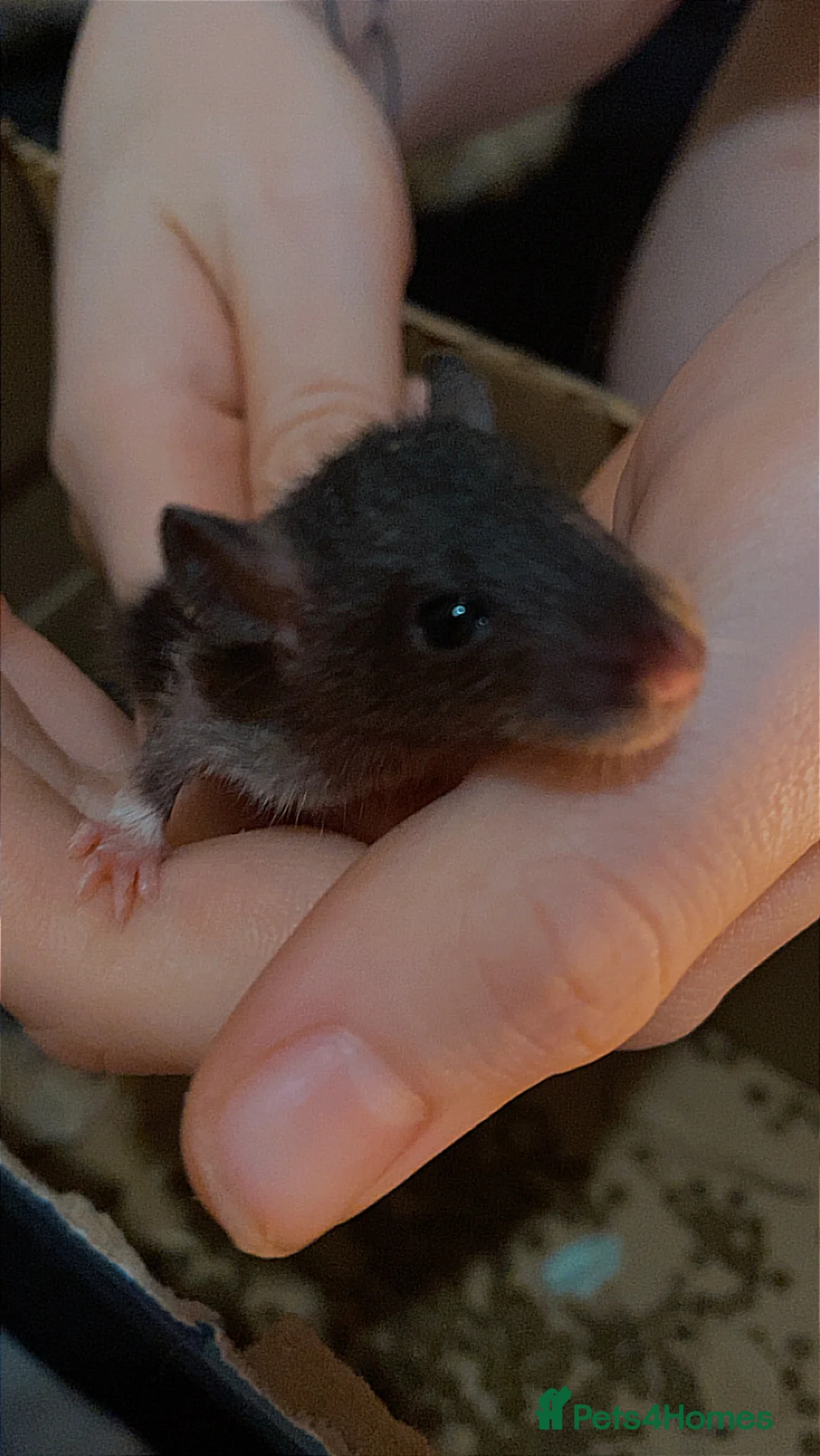 Rat rodents for sale: Dumbo baby rats  - Advert 2